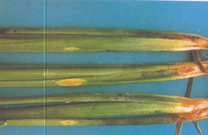 水稻叶鞘网斑病
