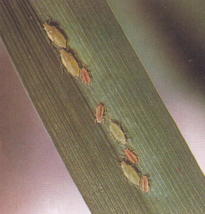 水稻田蚜虫