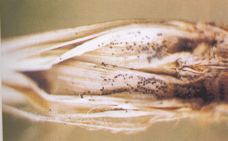 水稻菌核秆腐病