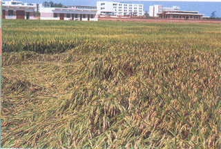 水稻倒伏