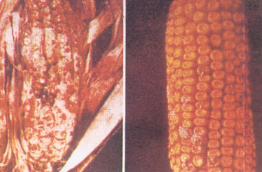 玉米镰刀菌穗粒腐病
