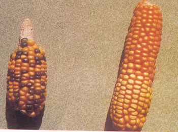 玉米变异穗和双色穗