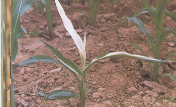 玉米白化苗和黄绿苗